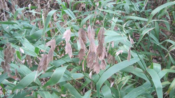 Inland Sea Oats 20111211 005