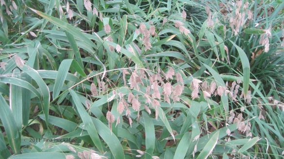 Inland Sea Oats 20111211 006