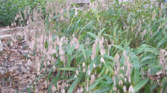 Inland Sea Oats 20111211 007