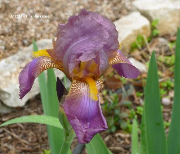 P1020811_cropped_3373x2903..new