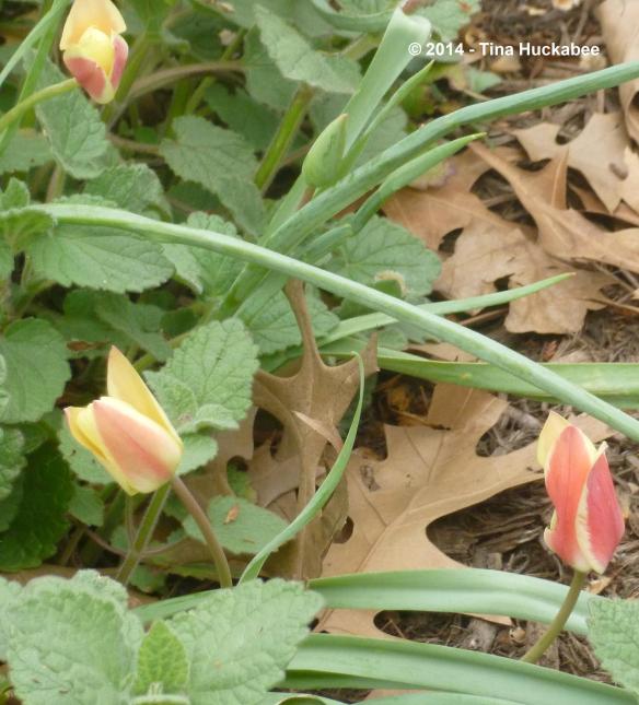 P1020943_cropped_2641x2917..new