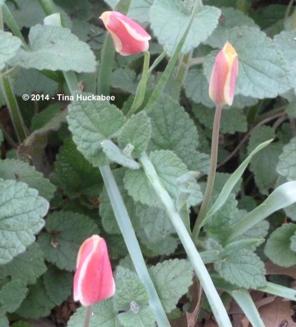 P1020968_cropped_2147x2374..new