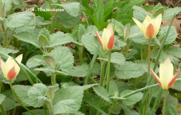 P1020970_cropped_3497x2235..new