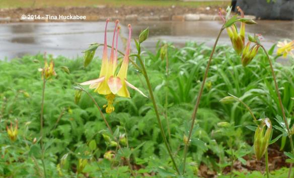 P1030063_cropped_3475x2115..new