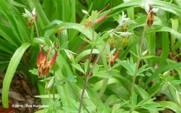 P1030065_cropped_2990x1867..new