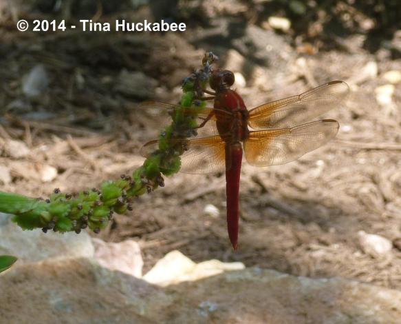 20120816_5_cropped_2364x1903..new