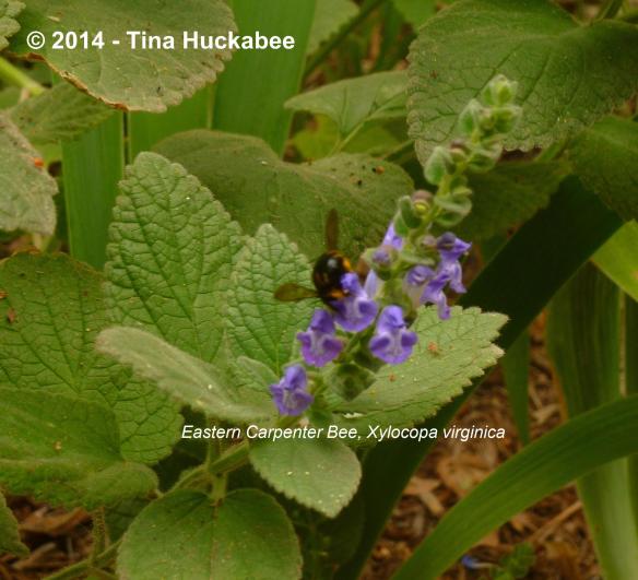 P1040445_cropped_2375x2163..new.new