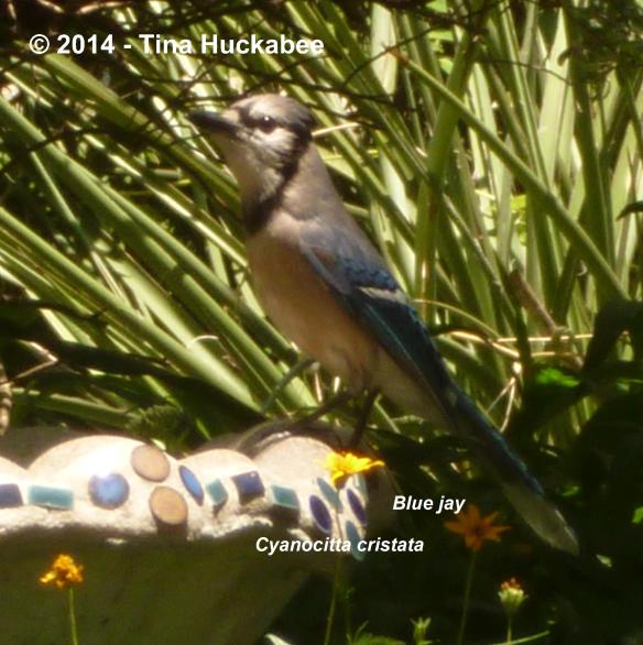 P1040878_cropped_2178x2189..new