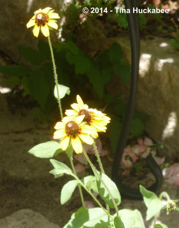 P1050205_cropped_2072x2646..new