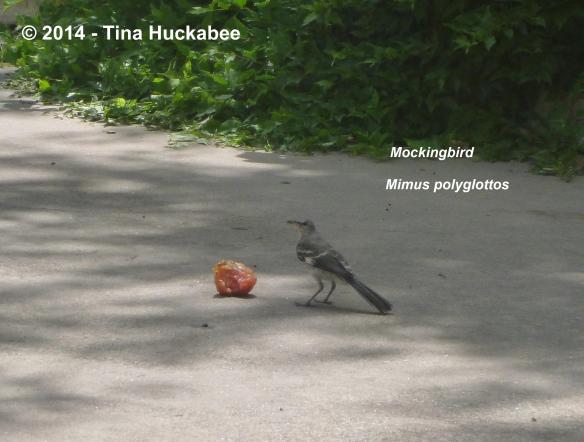 P1050245_cropped_2668x2023..new