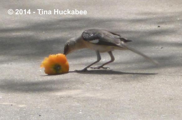 P1050250_cropped_2298x1525..new