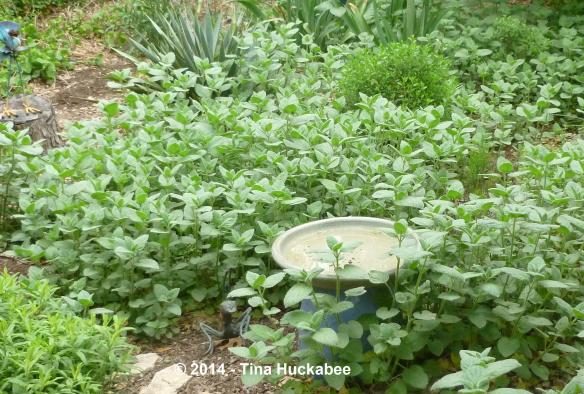 P1030148_cropped_2368x1599..new