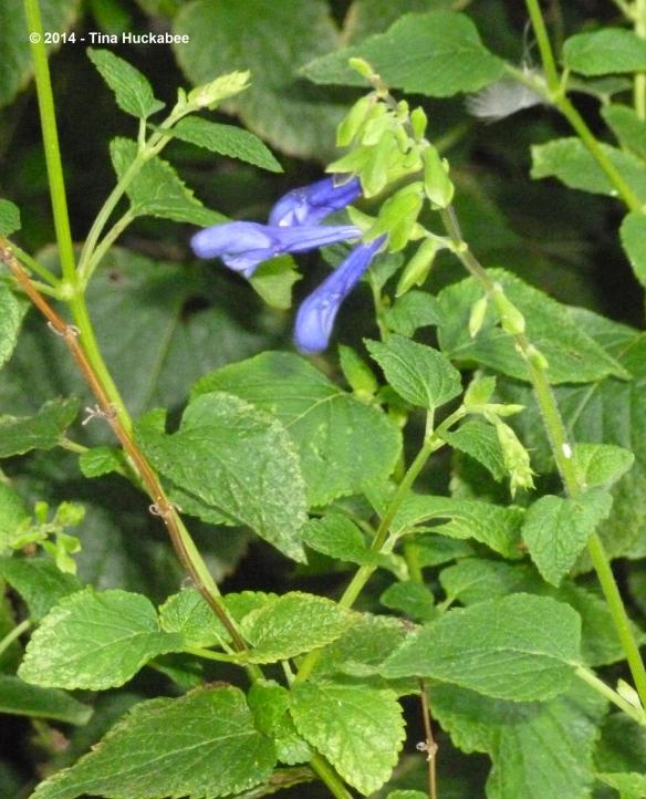 P1060224_cropped_2175x2691..new