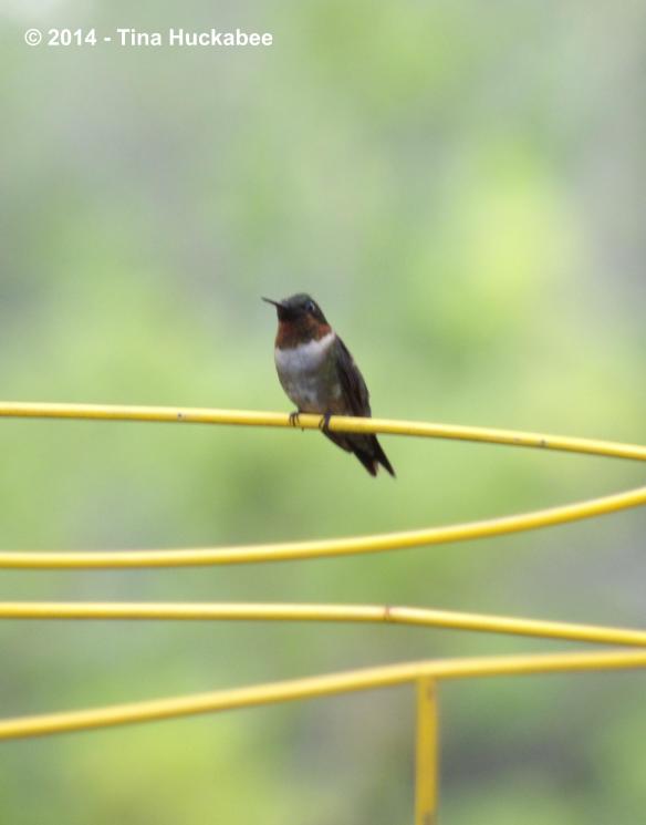 IMGP0603_cropped_2599x3318..new