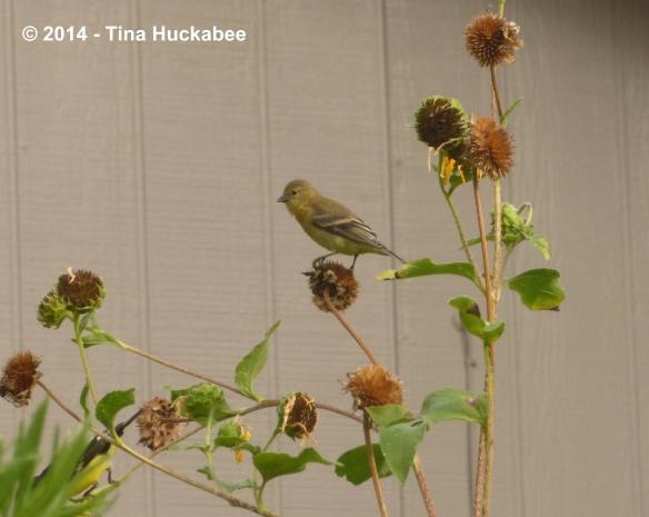 P1060121_cropped_2896x2309..new