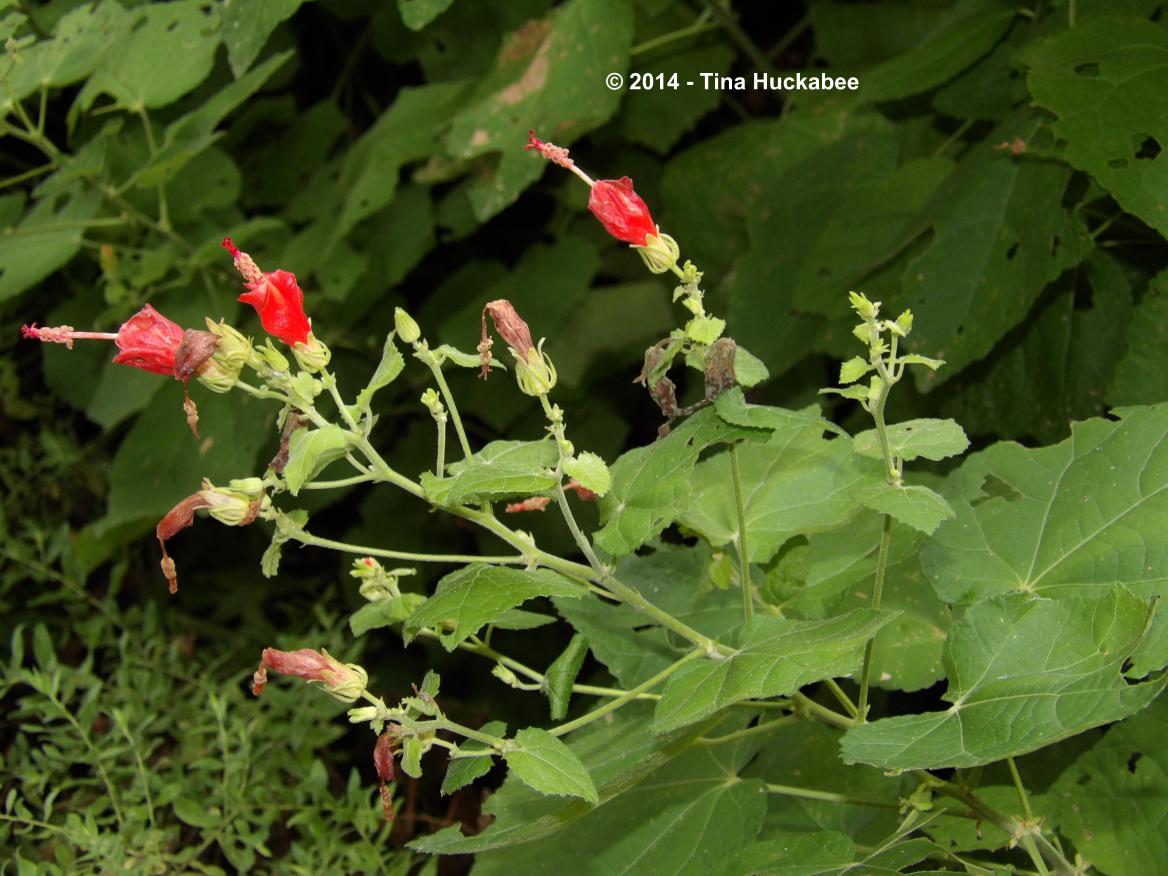 Texas Native Plant Week-Turk’s Cap, Malvaviscus arboreus | My Gardener ...
