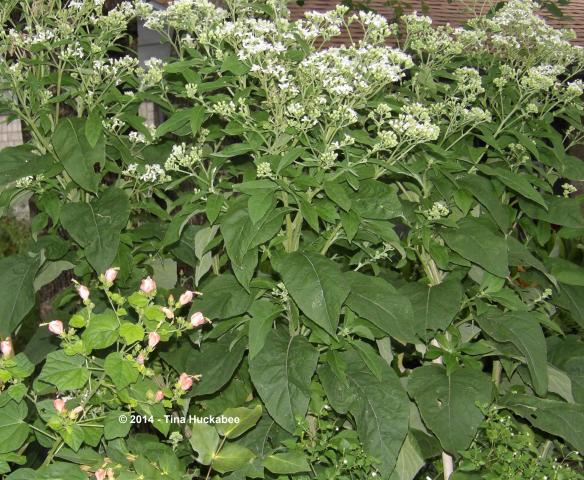 IMGP0842_cropped_3461x2848..new