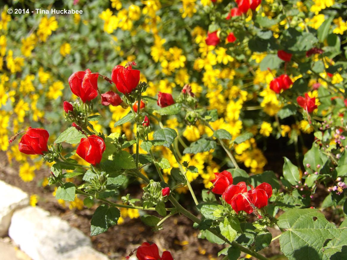 Texas Native Plant Week-Turk’s Cap, Malvaviscus arboreus | My Gardener ...