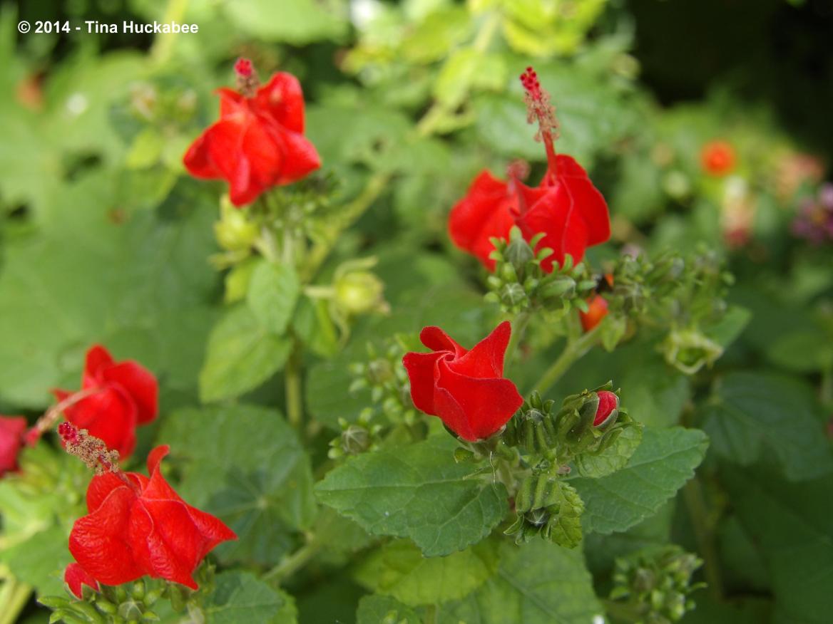 Texas Native Plant Week-Turk’s Cap, Malvaviscus arboreus | My Gardener ...