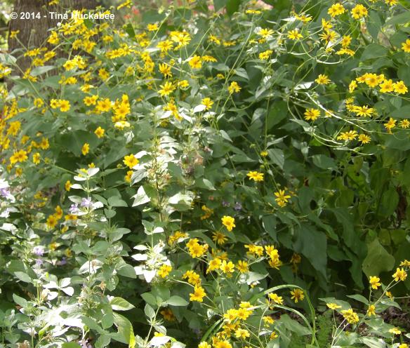 IMGP1298_cropped_3926x3337..new