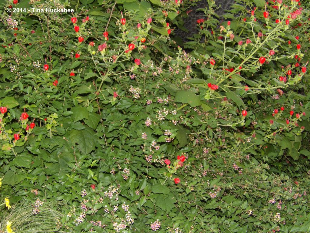 Texas Native Plant Week-Turk’s Cap, Malvaviscus arboreus | My Gardener ...