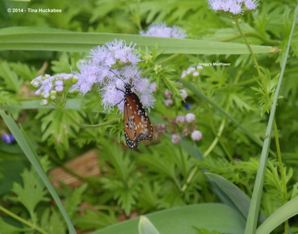 IMGP1727_cropped_3949x3110..new