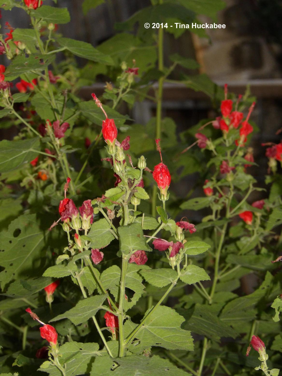 Turk's Cap Texas Native Plant Week-Turk’s Cap, Malvaviscus arboreus | My Gardener ...