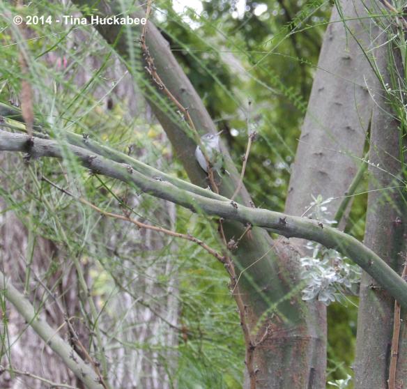 IMGP1603_cropped_3037x2903..new