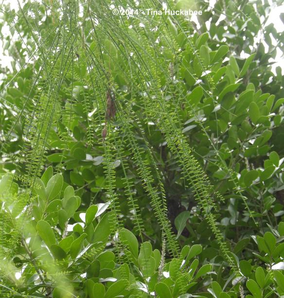 IMGP2309_cropped_3147x3304..new