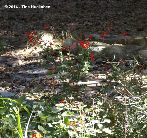 IMGP2695_cropped_3212x3027..new