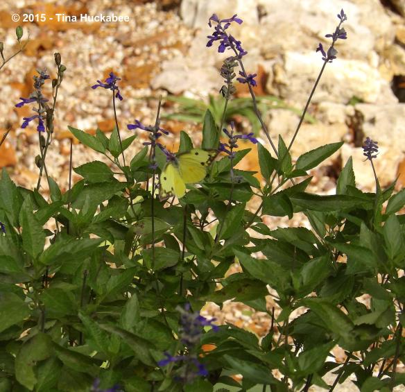 IMGP2993_cropped_3424x3314..new