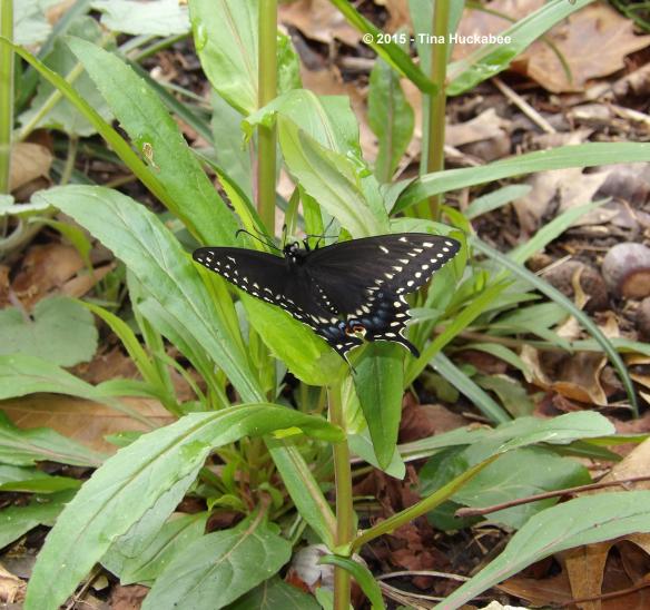 IMGP6386_cropped_3147x2958..new