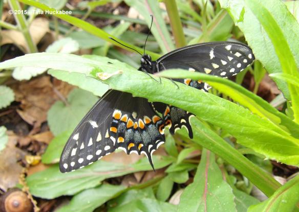 IMGP6402_cropped_3401x2415..new