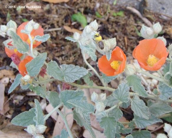 Bee_cropped_3414x2746..new