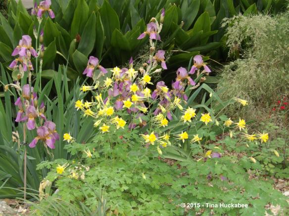 ColumbinesIrisFront.new