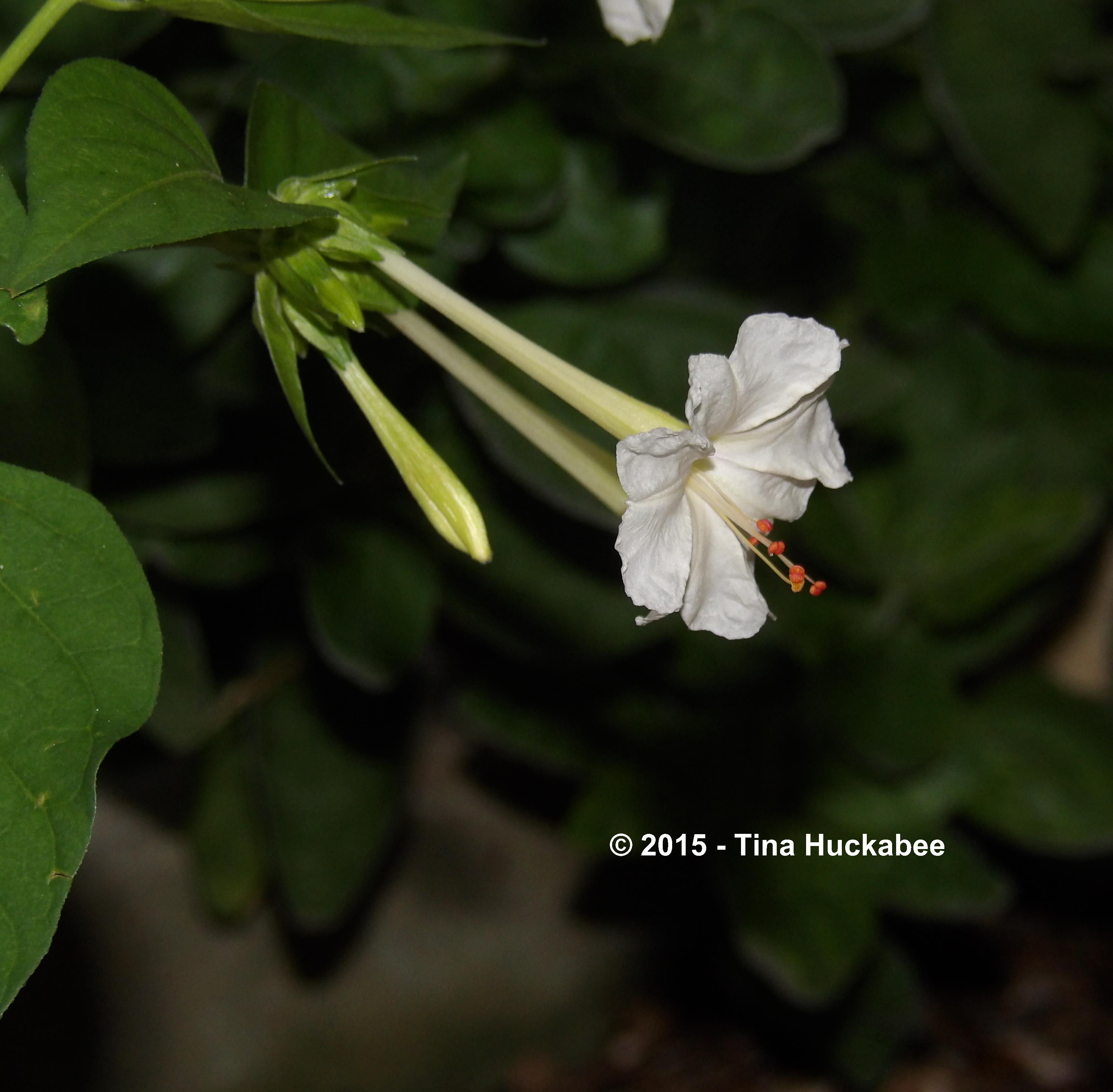 IMGP0857_cropped_3300x3236..new