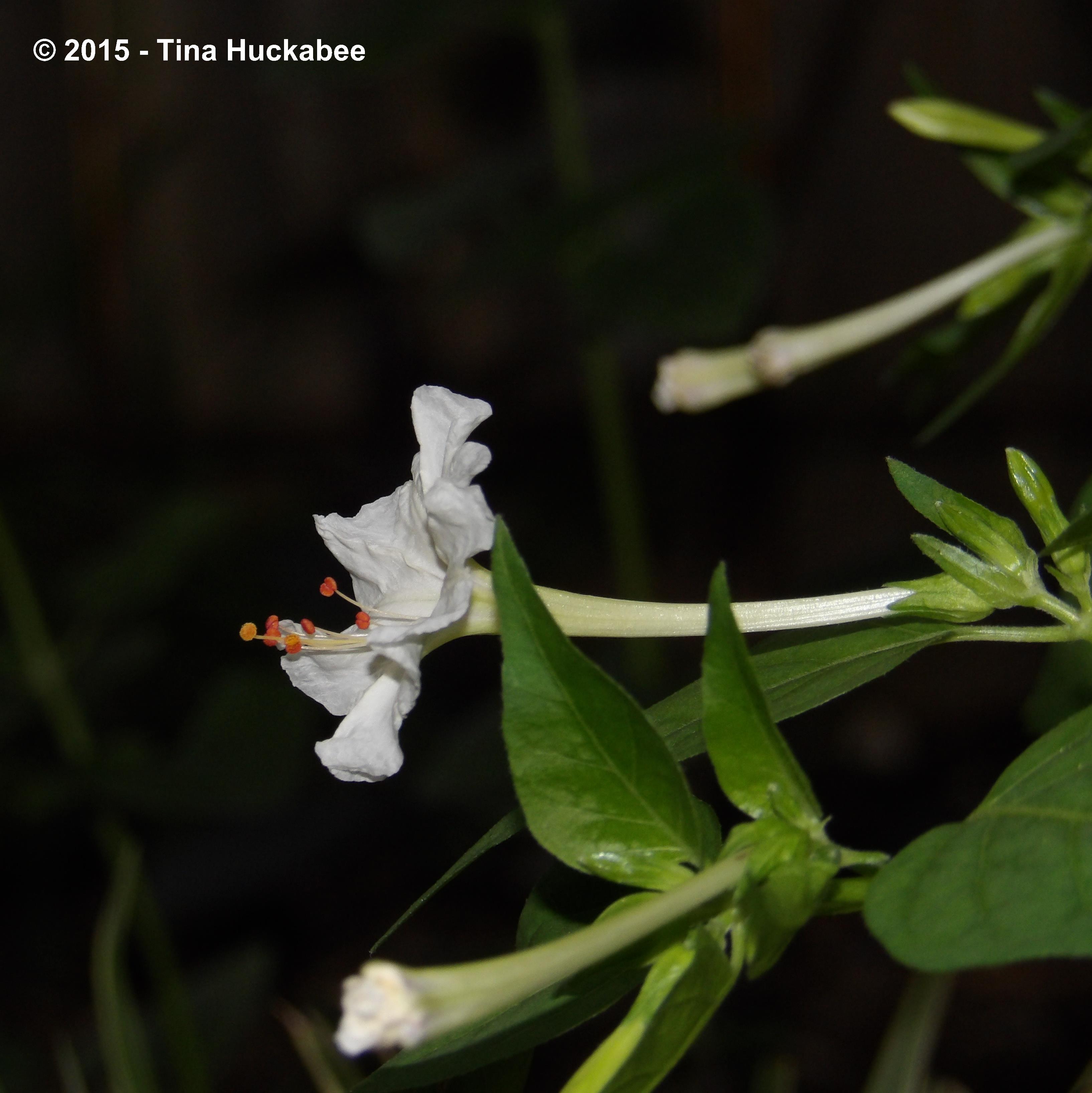 IMGP0858_cropped_3268x3272..new