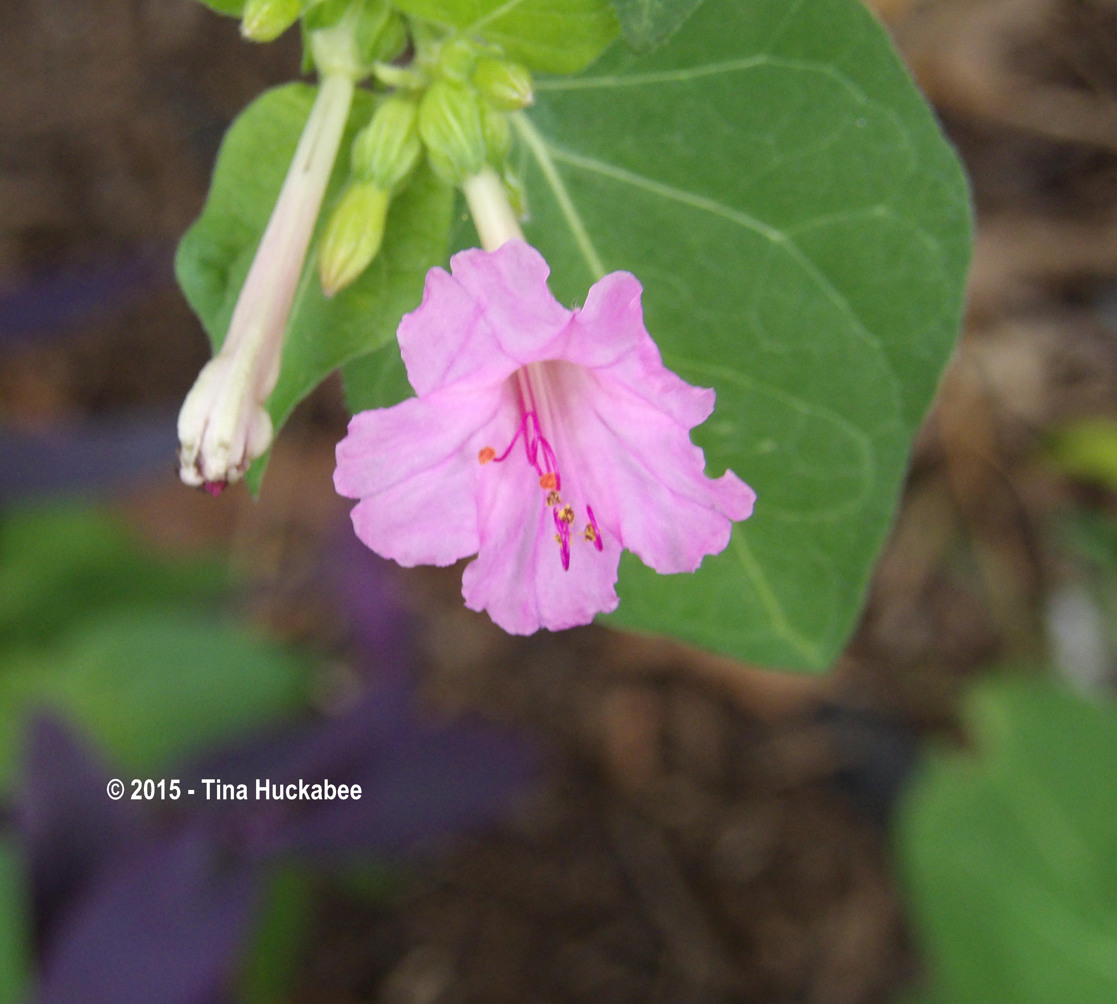 IMGP1180_cropped_3572x3213..new