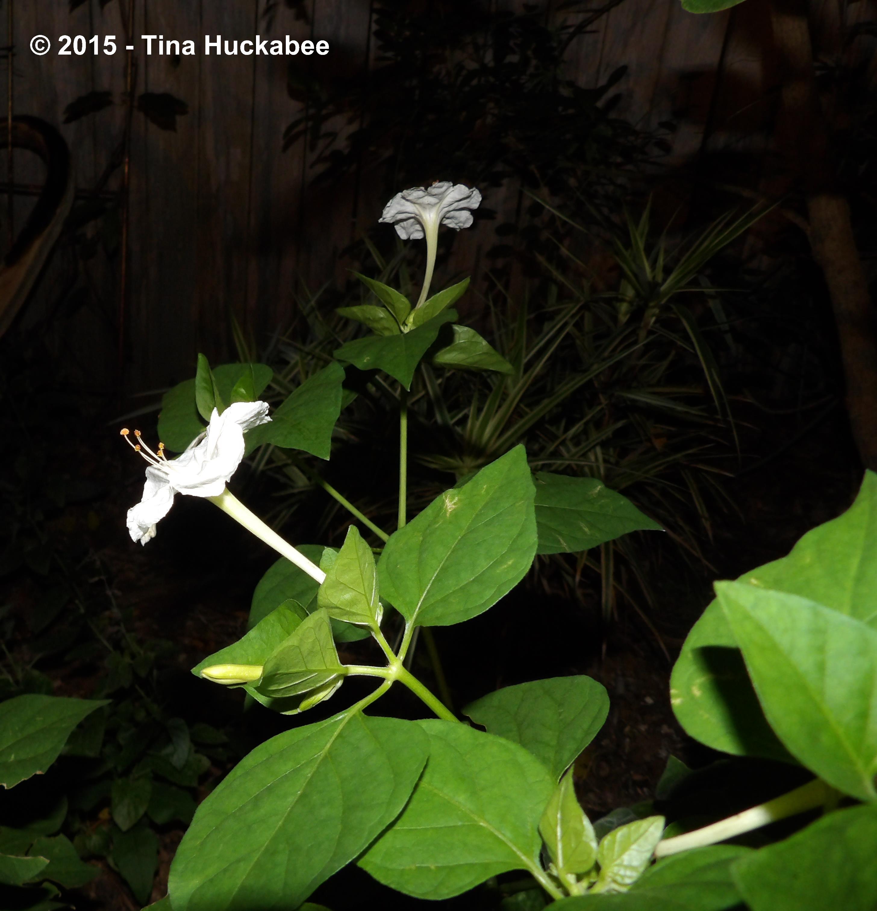 IMGP8009_cropped_2912x3022..new