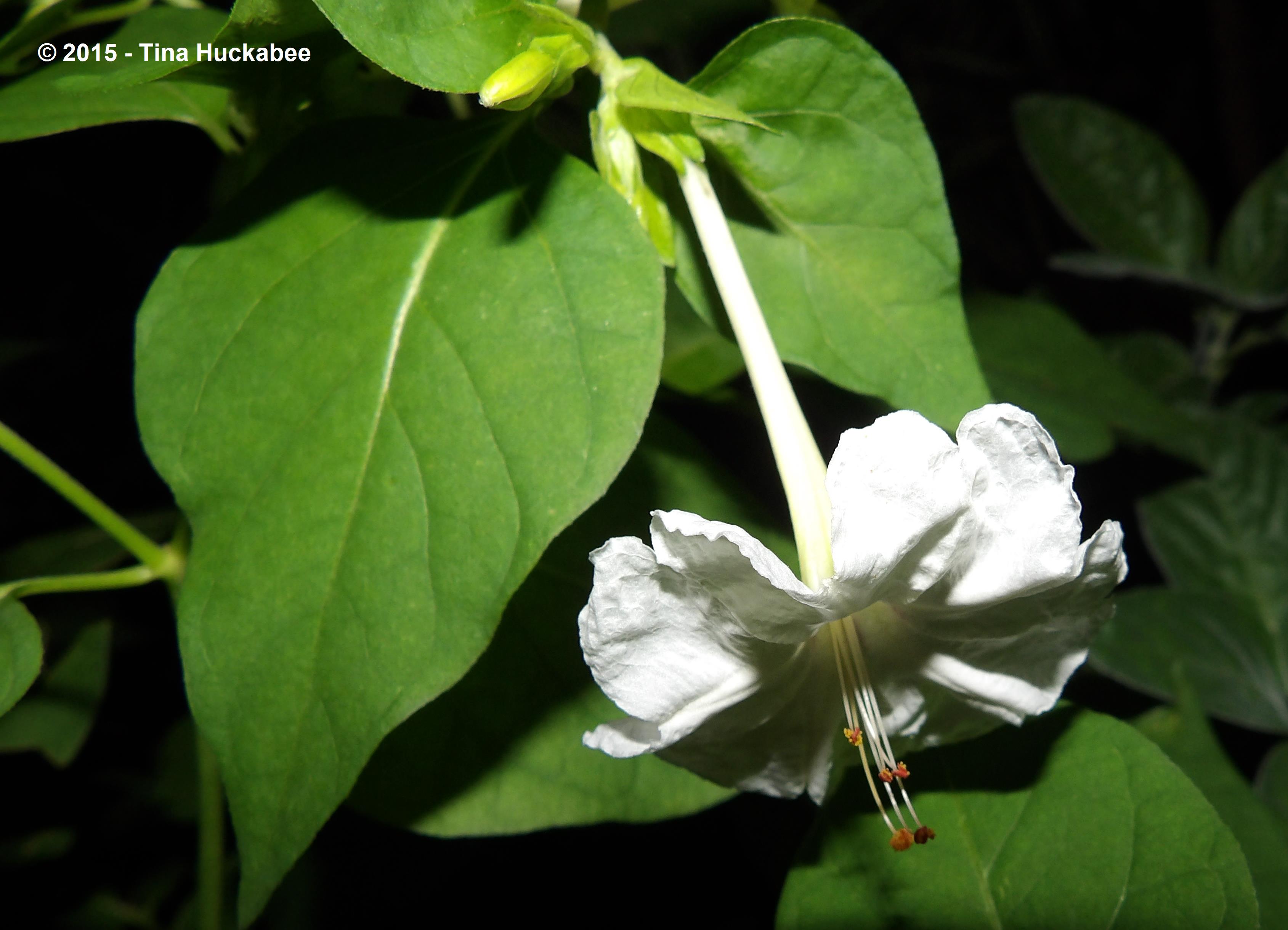 IMGP8011_cropped_3379x2439..new