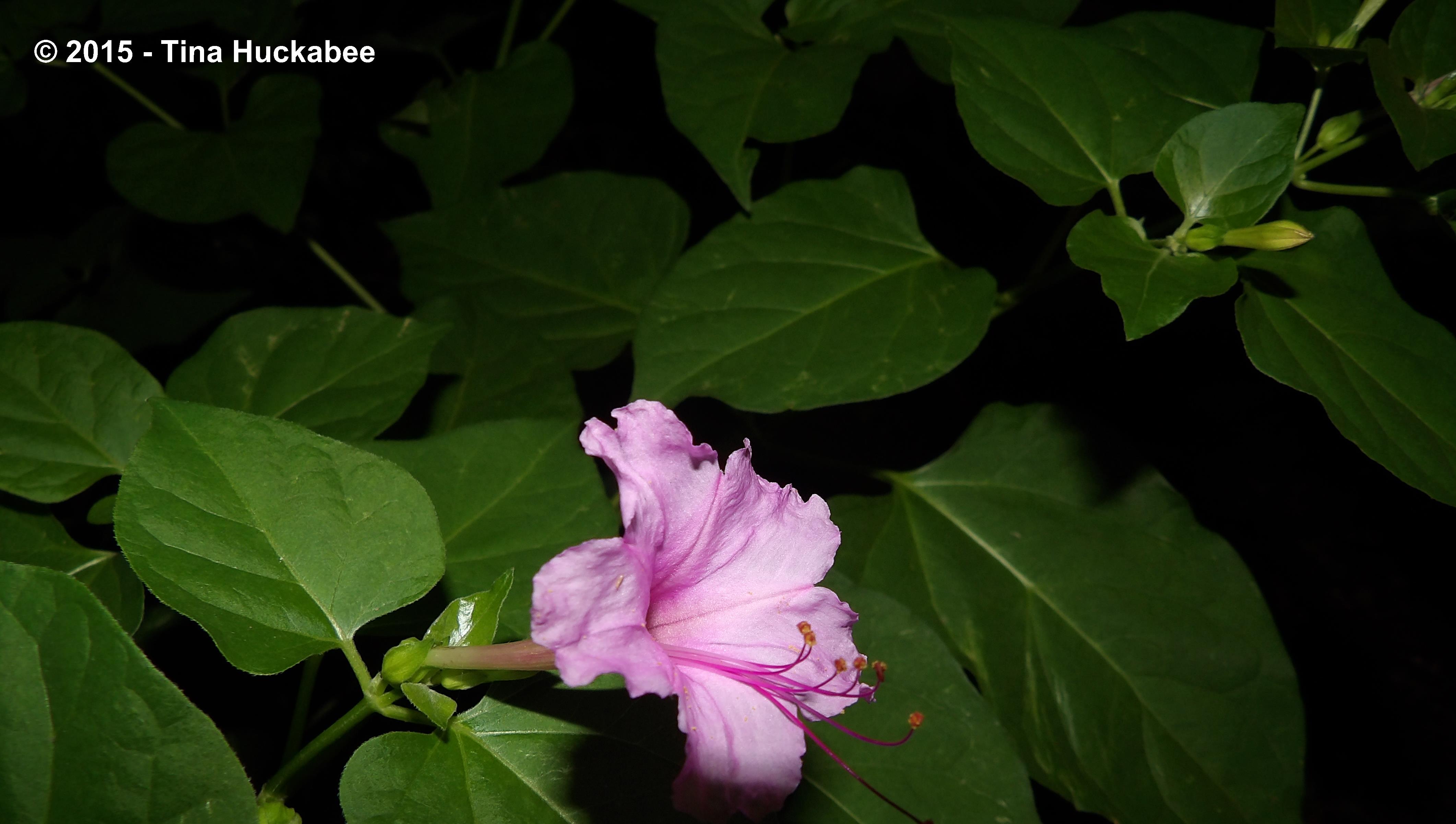 IMGP8012_cropped_4245x2402..new