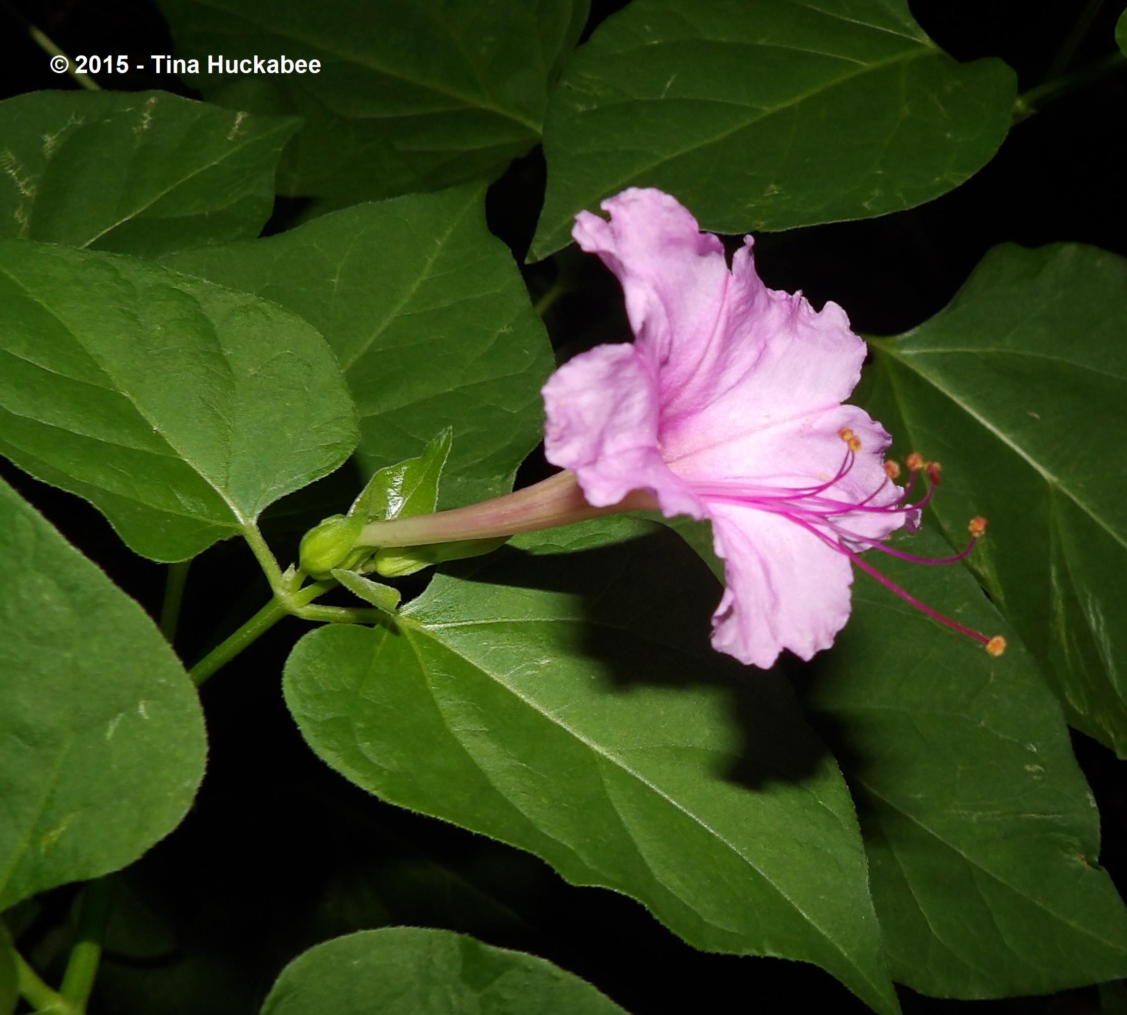 IMGP8013_cropped_2235x2014..new