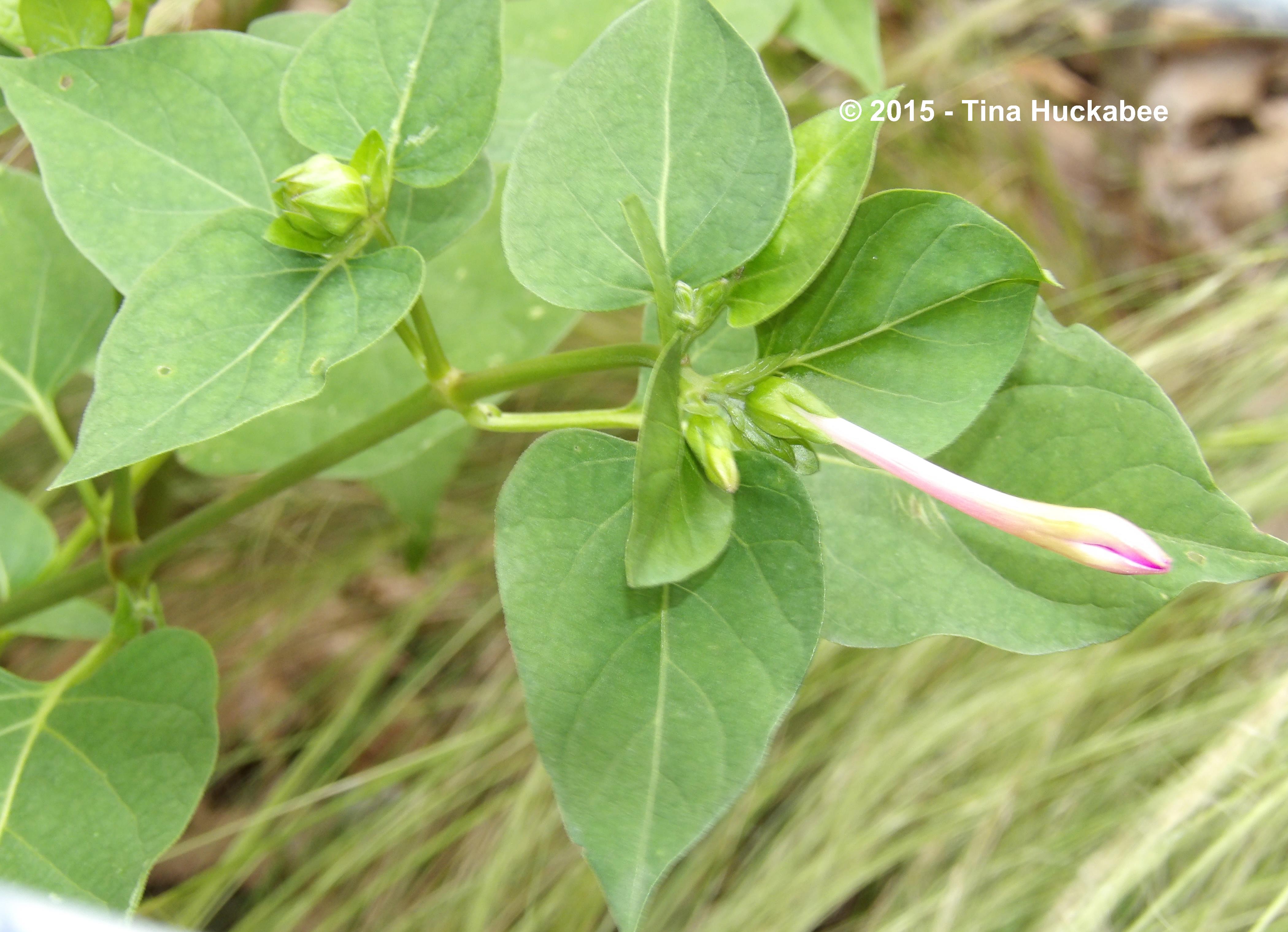 IMGP8229_cropped_4199x3038..new