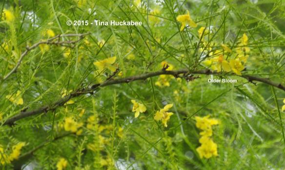 IMGP8088_cropped_3755x2244..new