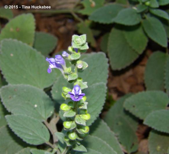 IMGP8506_cropped_3645x3327..new