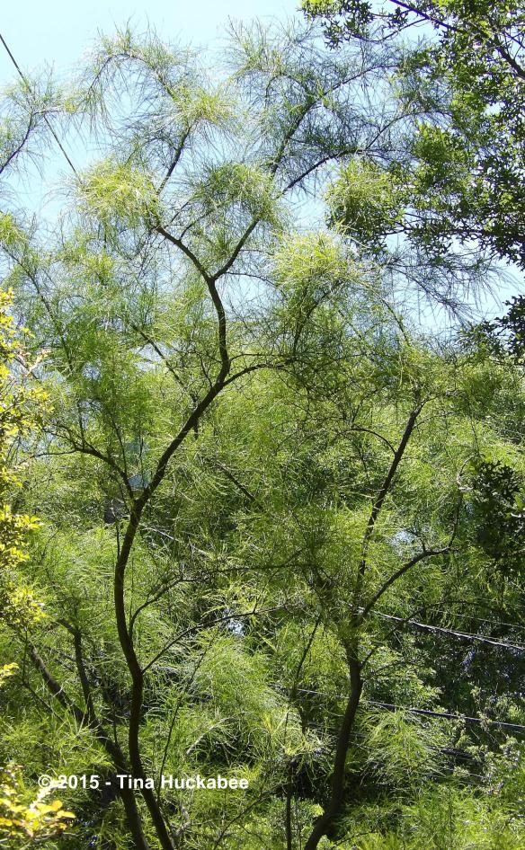 IMGP8604_cropped_2672x4329..new