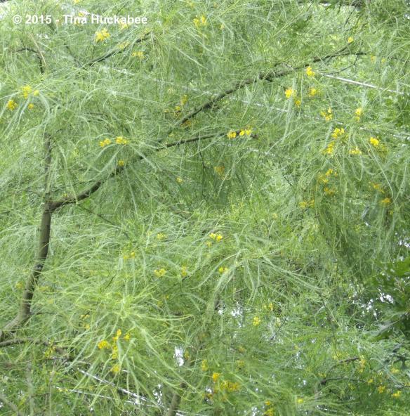 IMGP9034_cropped_3258x3304..new