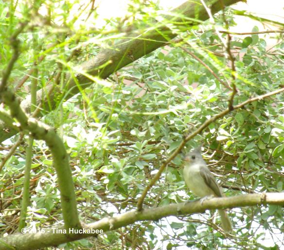 IMGP9258_cropped_3442x3028..new