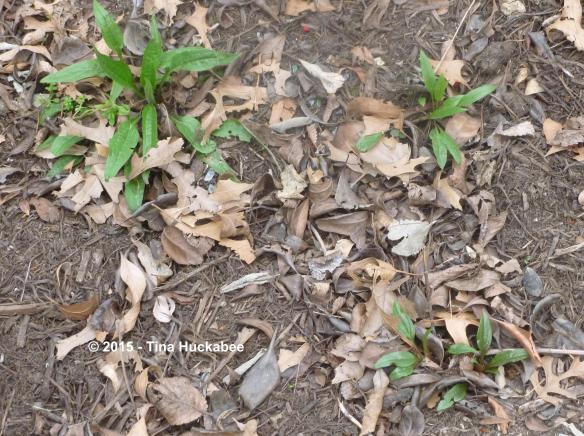 P1020687_cropped_3729x2784..new