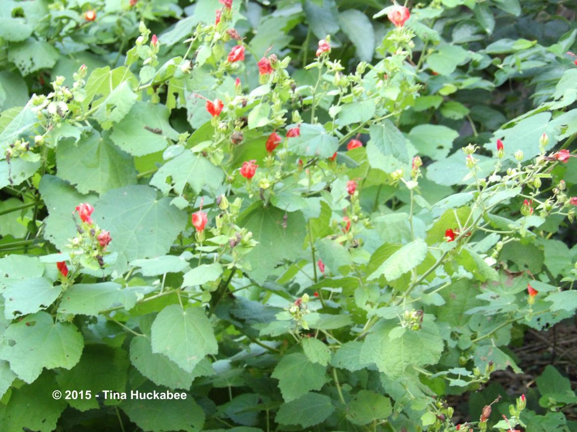 Turk's Cap Turk’s Cap (Malvaviscus arboreus var. drummondii): A Seasonal Look | My ...
